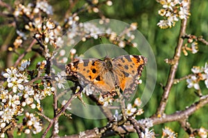 Large tortoiseshell Nymphalis polychloros