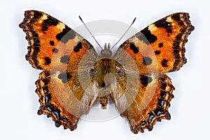 Large Tortoiseshell, Nymphalis polychloros butterfly