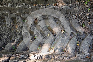 Large tractor tire imprint on wet forest soil. Top view, tire tracks, no people