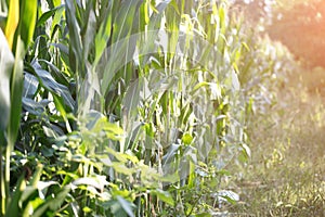 Large tracts of corn crops in early autumn