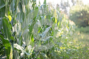 Large tracts of corn crops in early autumn