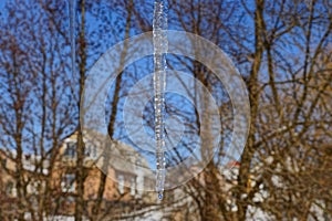 A large transparent icicle on nature against a background of tree branches and a blue sky