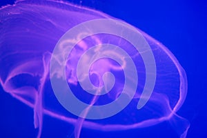 Large transparent jellyfish close-up on a bright blue background. Ocean life. Diving and tourism