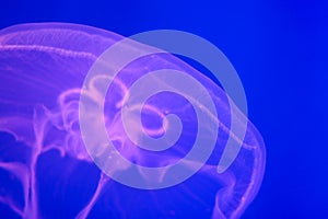 Large transparent jellyfish close-up on a bright blue background. Ocean life. Diving and tourism