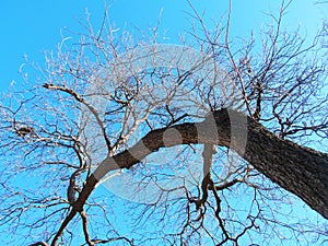 Large Tree