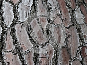 Large tree bark  background texture, close up