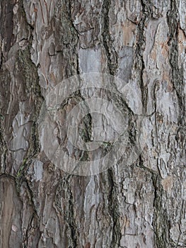 Large, tree bark  background texture, close up