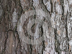 Large, tree bark  background texture, close up
