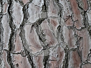 Large, tree bark  background texture, close up