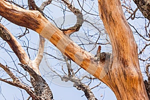 Large Tree Bark Skin Peeling
