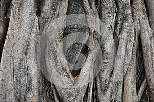 Large tree bark wood texture background