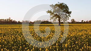 Large tree in blooming rapeseed field