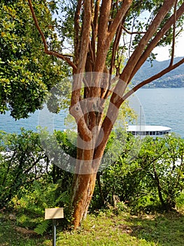 Large tree within a botanical garden from Lake Como