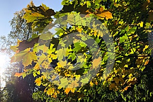 Large tree branch with yellow and green maple leaves, autumn