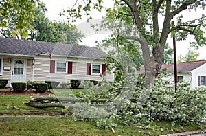 Large Tree Branches Down after Severe Storm