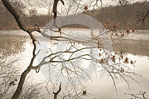 Large tree branches reflecting the the calm waters of a lake, Upstate New York, in sepia