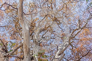 Large Tree Branches Scenic Nature Colors