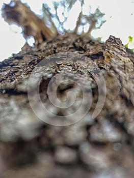 A large tree with brown bark is usually a habitat for ants and insects.