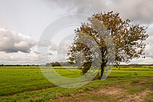 Large tree with changing colors of the leaves