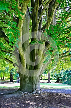 Large tree in Christchurch Botanic Garden, New Zealand