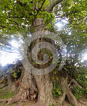 Large tree in Crookham Northumerland, England. UK