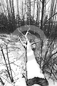 Large tree cut down and lying in a forest covered with winter sn