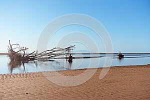 Large Tree Driftwood And Small Moored Fishing Boat On Beach