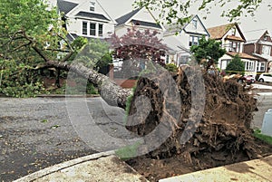 Large Tree Damage Natural Disaster Rain Storm Destruction Tree Removal