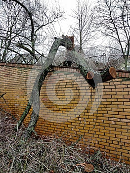 A large tree fell as a result of the hurricane on a brick fence. Some of the branches have already been sawed off and removed