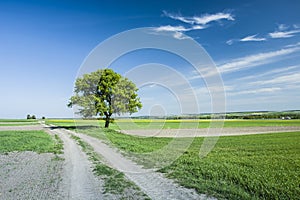 Large tree on the field road and blue sky