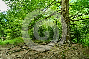 Large tree in forest with roots in the ground and long branches. Spain