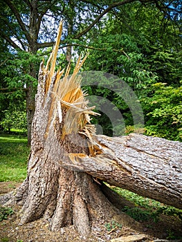 Broken tree snapped in half photo