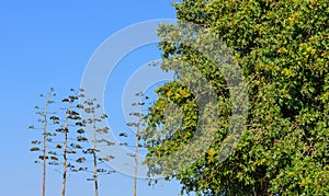 Large tree with four unique trees in background