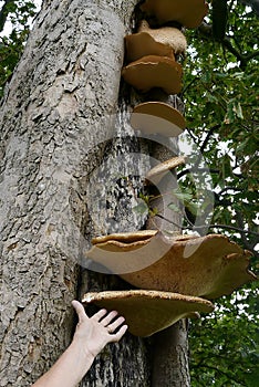 Large tree fungi with hand to denote size