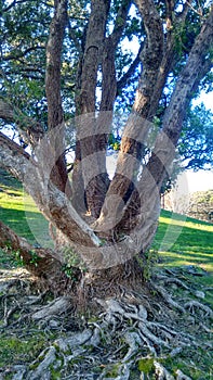 Large Tree with Gnarly Roots