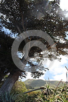 Large Tree with Grassy Hills