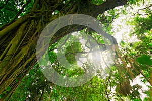 Large tree and green leaves