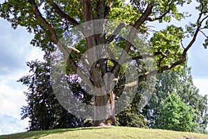 A large tree with green leaves is on a hill