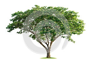 large tree with green leaves stands alone on a white background