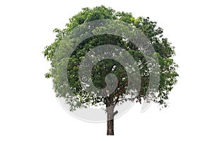 A large tree with green leaves stands alone on a white background. The tree is the main focus of the image