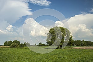 Large tree in the green meadow and white clouds in the sky