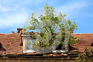 Large tree growing from rusted metal gutter between two destroyed roof windows and broken roof tiles on abandoned old building