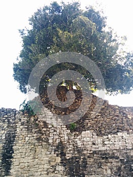 Large tree growing in structure in Kohunlich Mayan ruins