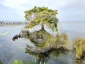 Large tree growing up out of the water