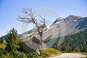 the large tree has fallen over and over, near a winding dirt road