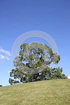 Large tree on hill