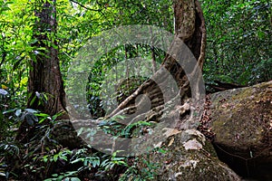 A large tree with a hole in it is surrounded by a forest