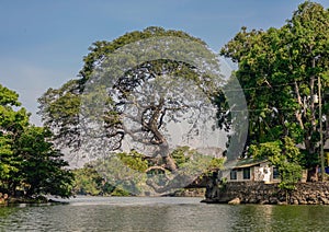 Large tree on the island