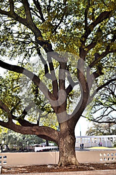 Large Tree at JFK Assassination Dallas TX.
