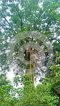 A large tree in the jungle of the island of Flores, Indonesia photo